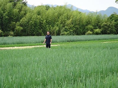 三重豊里アグリ　 ねぎ
