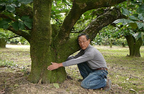 樹齢約80年の大木「次郎」