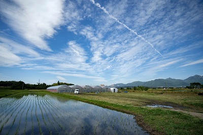 阿部　俊樹 きゅうり