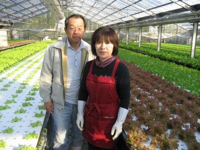 株式会社山中水耕園 葉菜類幼植物