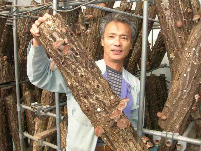 青木　皓司 原木シイタケ