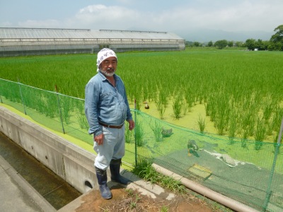 笠井　清 水稲