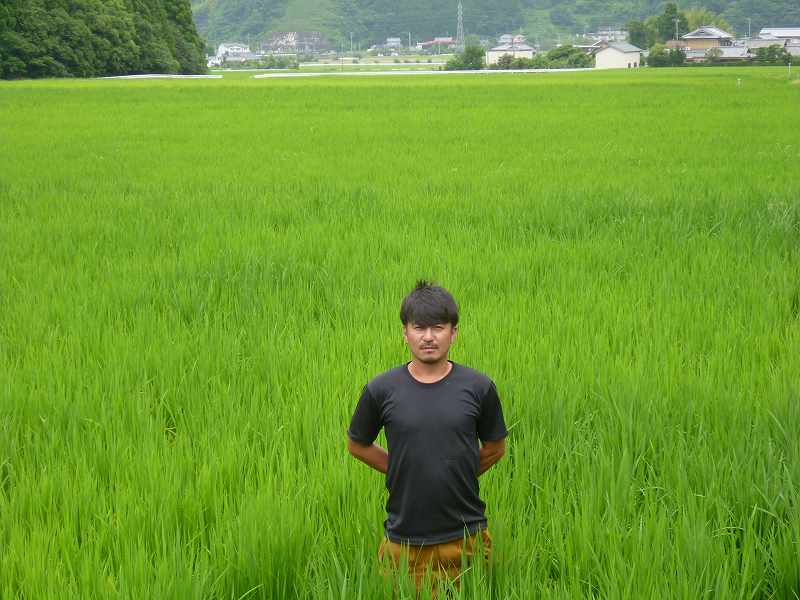 株式会社やぶや 水稲