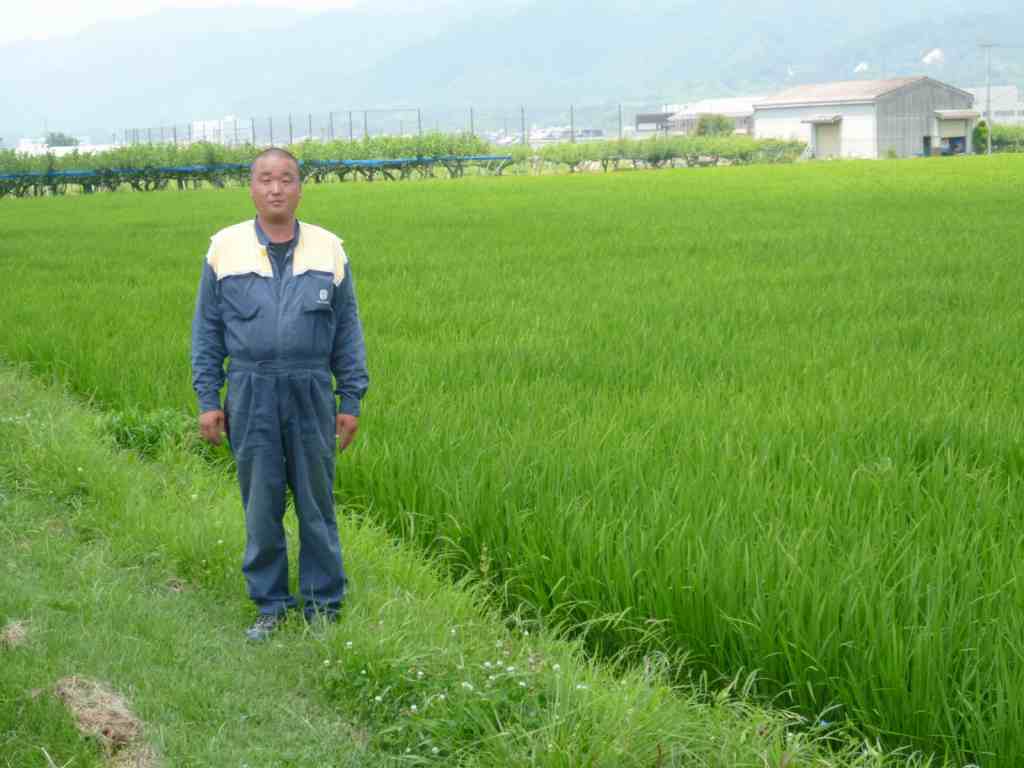 稲森　宣裕 水稲