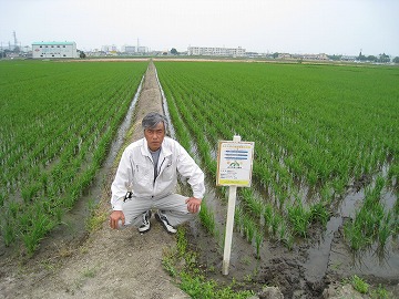 有限会社山一 水稲