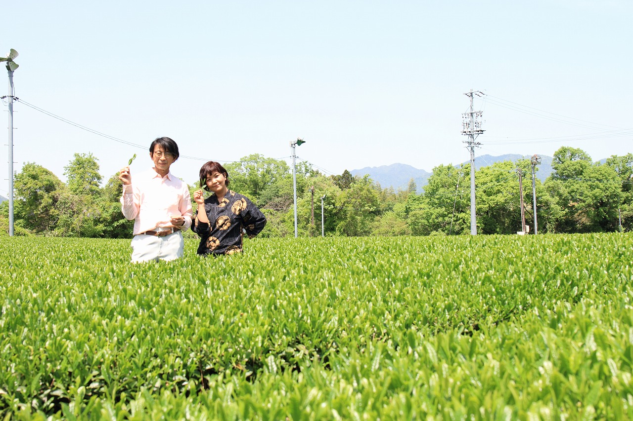 市川大楽園 茶