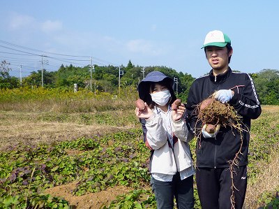 株式会社シグマサポート シグマファームとういん さつまいも