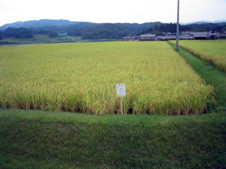 阿山まごころグループ 水稲