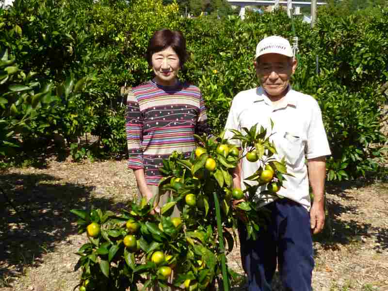 大西　一衛 温州みかん