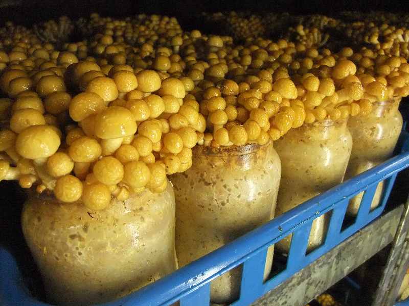 農事組合法人熊野キノコ生産組合 菌床ナメコ